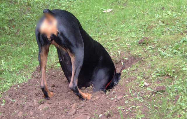 Dog Digging Grass