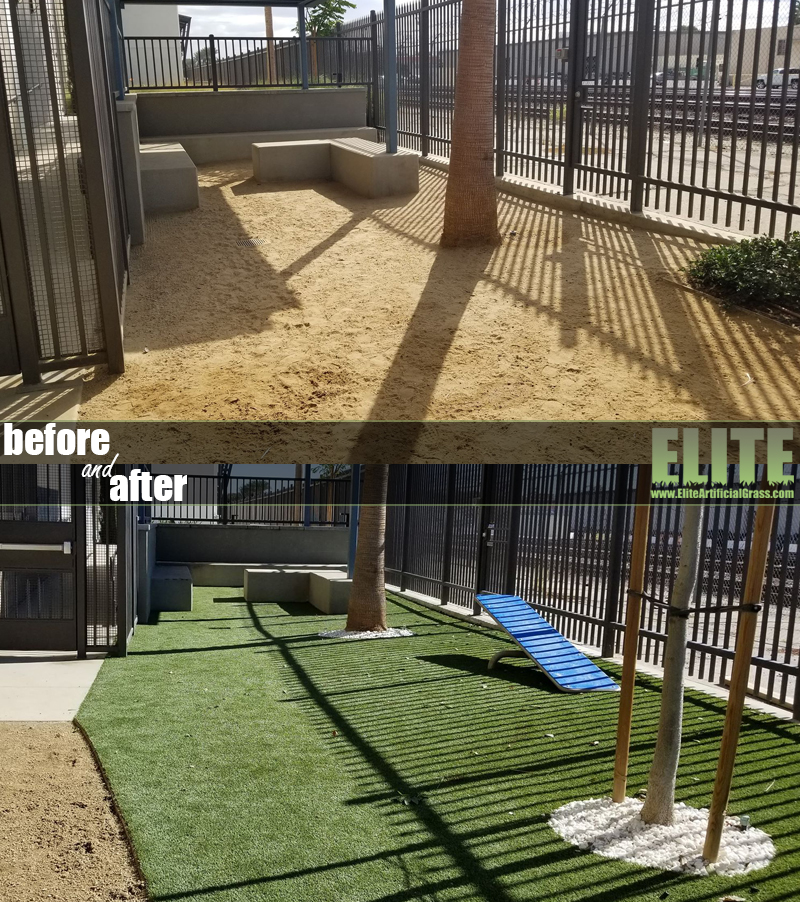 Before After Pet Turf
